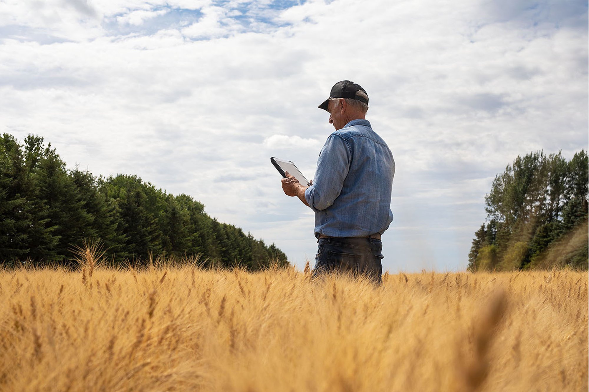In a wheat field, a man uses a tablet to assess soil sampling, aiming to improve profitability in farming practices In a wheat field, a man uses a tablet to assess soil sampling, aiming to improve profitability in farming practices