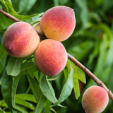 peach tree image-1